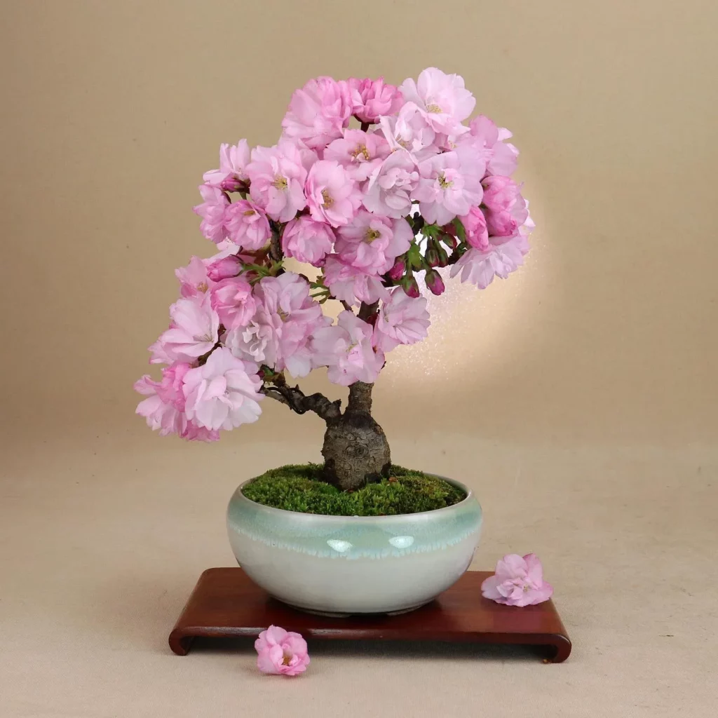 bonsai-tree