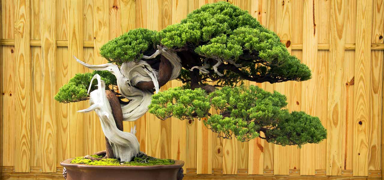 tanuki-bonsai